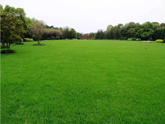 کاربرد بتائین در گیاه (سالم)