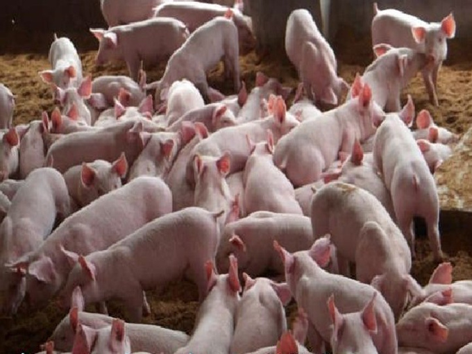 آیا گوشت خوک که بتائین را در غذای روزانه اضافه می کند، طعم خوبی دارد؟