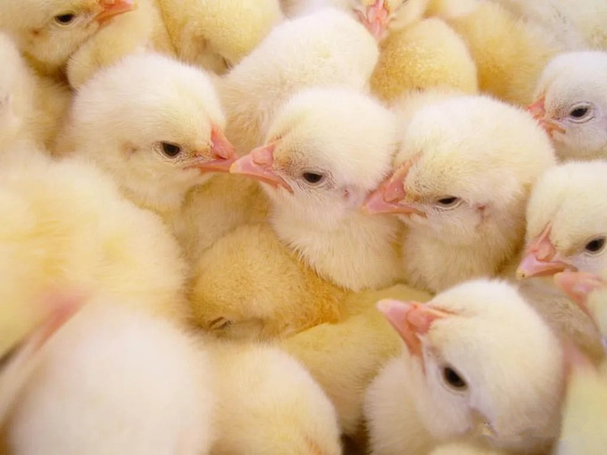 اثربخشی بتائین در خوراک (سالم)